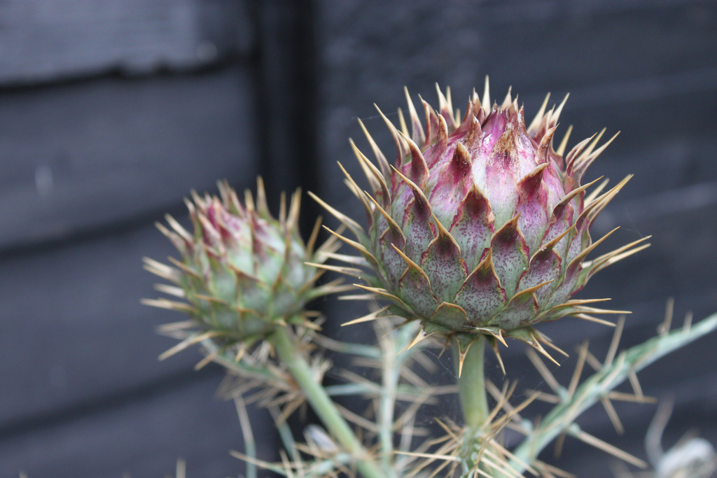 آرتیشوی خاردار